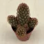 Mammillaria elongata S méret