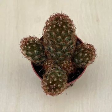 Mammillaria elongata S méret