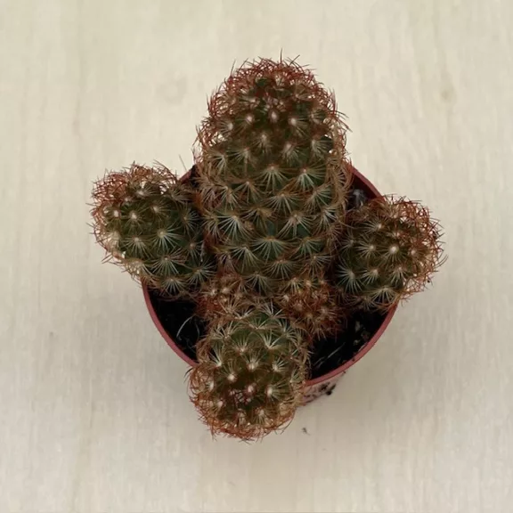 Mammillaria elongata S méret