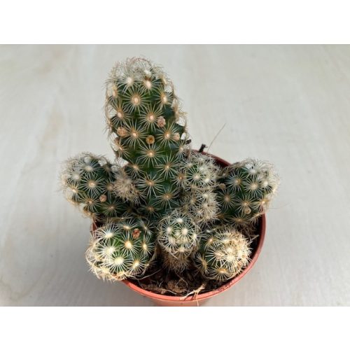 Mammillaria elongata pici