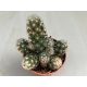 Mammillaria elongata pici