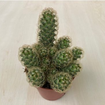 Mammillaria elongata