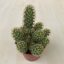 Mammillaria elongata