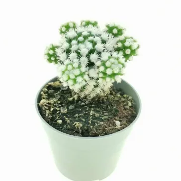 Mammillaria gracilis Arizona Snowcap