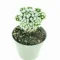 Mammillaria gracilis Arizona Snowcap