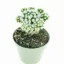 Mammillaria gracilis Arizona Snowcap