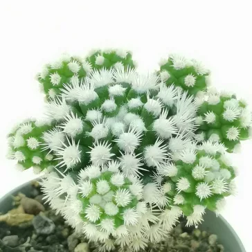 Mammillaria gracilis Arizona Snowcap