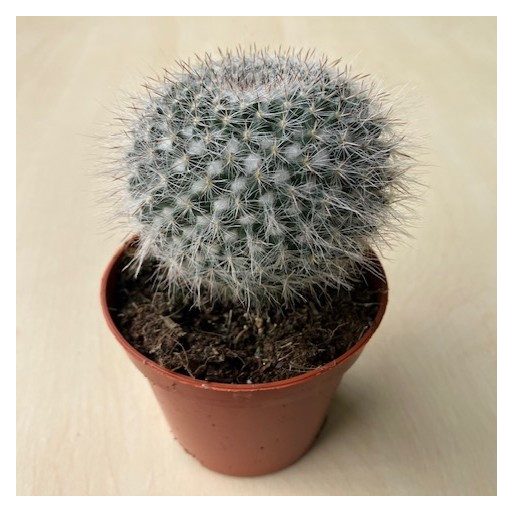 Mammillaria hahniana