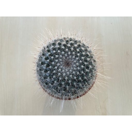 Mammillaria hahniana