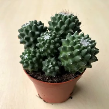Mammillaria magnimamma 8 cm-es cserépben