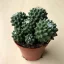 Mammillaria magnimamma 8 cm-es cserépben