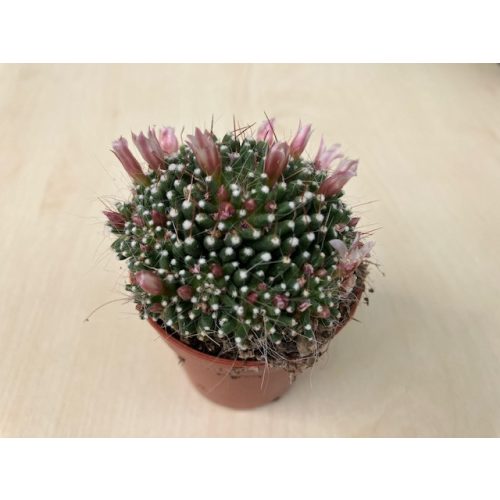 Mammillaria painteri