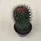 Mammillaria phaeacantha
