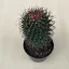 Mammillaria phaeacantha