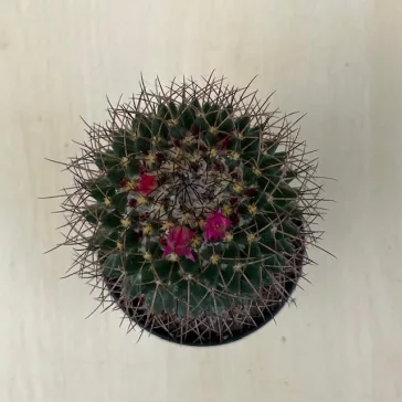 Mammillaria phaeacantha