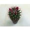 Mammillaria phaeacantha