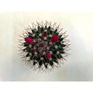 Mammillaria phaeacantha