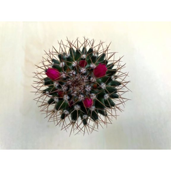 Mammillaria phaeacantha