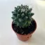 Mammillaria polythele