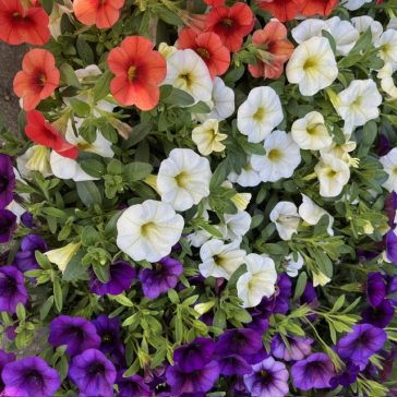 Petunia - Millionbells