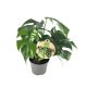 Monstera minima