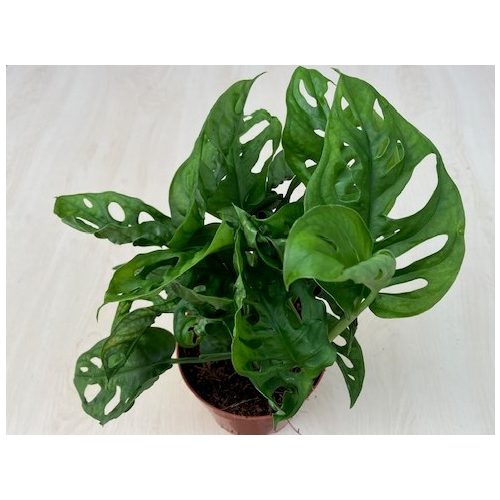 Monstera obliqua
