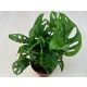Monstera obliqua