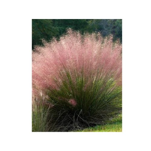 Vattacukorfű - Muhlenbergia capillaris