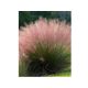 Vattacukorfű - Muhlenbergia capillaris