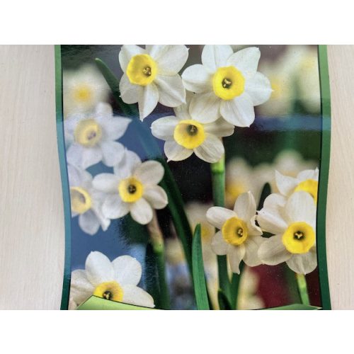 Nárcisz - Narcissus Tazetta 7db