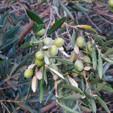 Olajfa - Olea Europaea 'Aglandou' - fagytűrő