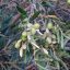 Olajfa - Olea Europaea 'Aglandou' - fagytűrő