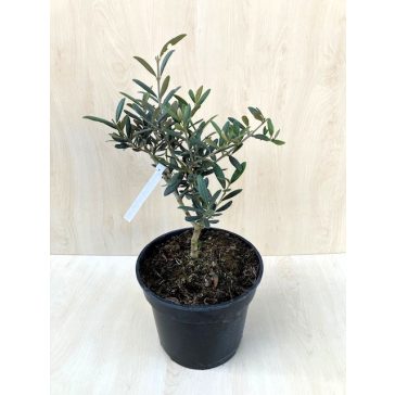 Olajfa - Olea Europaea 'Aglandou' - fagytűrő
