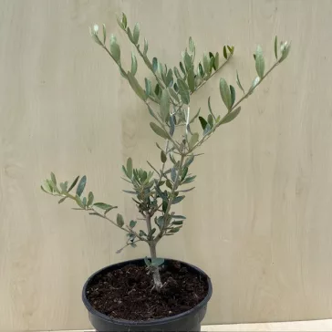 Olajfa - Olea Europaea 'Taggiasca'