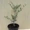 Olajfa - Olea Europaea 'Taggiasca'