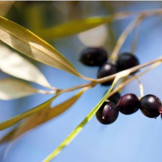   Oszlopos olajfa - Olea Europaea 'Cipressino' - fagytűrő