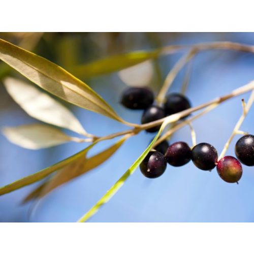 Oszlopos olajfa - Olea Europaea 'Cipressino' - fagytűrő