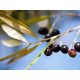 Oszlopos olajfa - Olea Europaea 'Cipressino' - fagytűrő