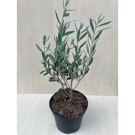 Oszlopos olajfa - Olea Europaea 'Cipressino' - fagytűrő