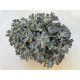 Orostachys furusei