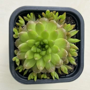 Orostachys japonica 2. - mongol kövirózsa (zöldes)