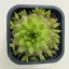 Orostachys japonica 2. - mongol kövirózsa (zöldes)