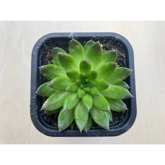 Orostachys japonica 2. - mongol kövirózsa (zöldes)