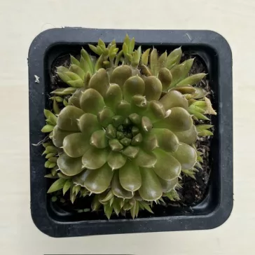 Orostachys japonica - mongol kövirózsa (narancs)