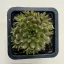 Orostachys japonica - mongol kövirózsa (narancs)