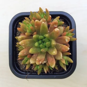 Orostachys japonica - mongol kövirózsa (narancs)