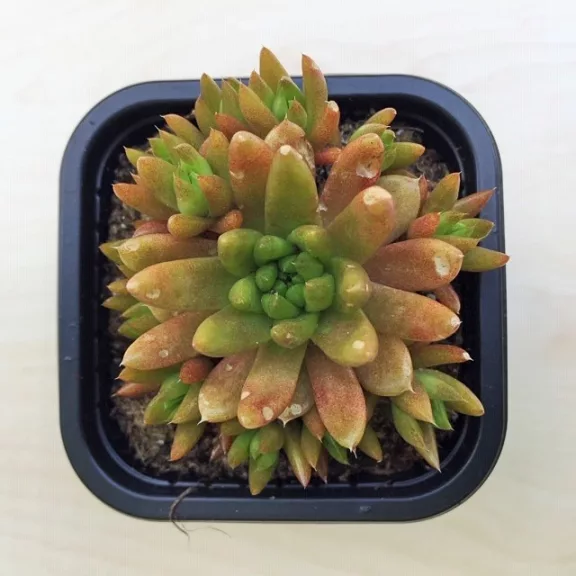 Orostachys japonica - mongol kövirózsa (narancs)
