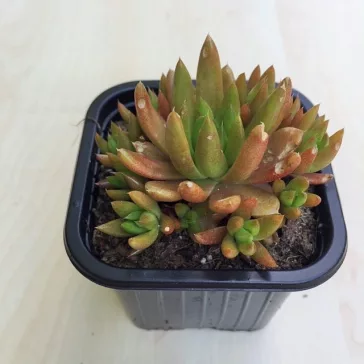 Orostachys japonica - mongol kövirózsa (narancs)