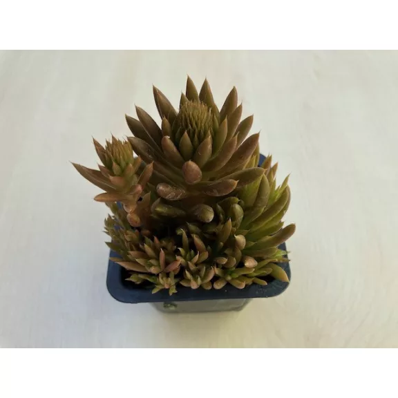 Orostachys japonica - mongol kövirózsa (narancs)
