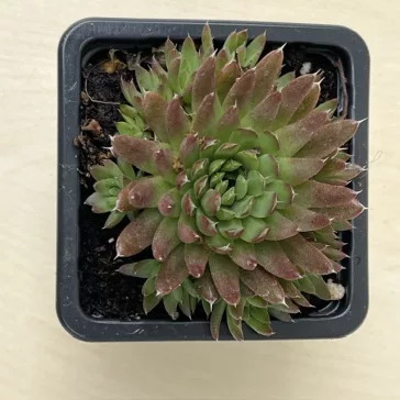 Orostachys spinosa - Bordó